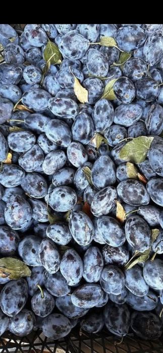 Prune super coapte dulci și zemoase direct de la producător românești 100%