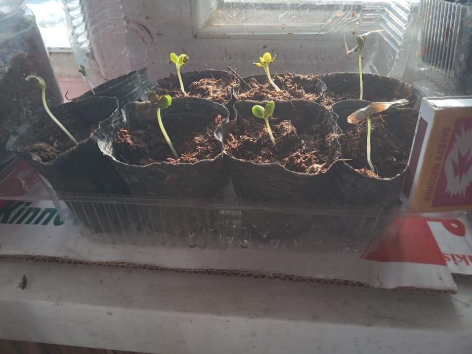 семена ~КАТАЛЬПА~тұқымы