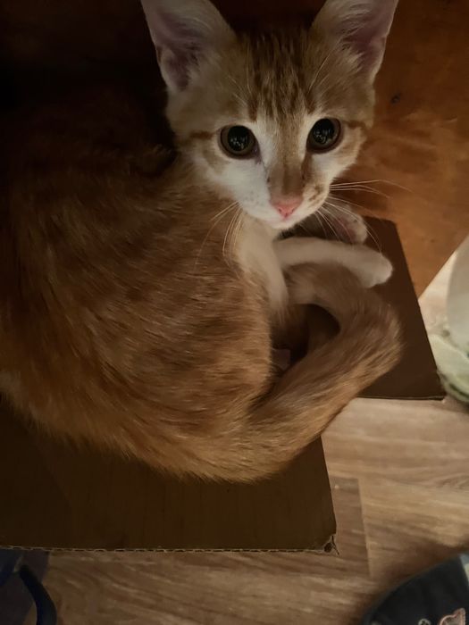 Рыжий ласковый кот, приучен к лотку, отдам бесплатно.Срочно.