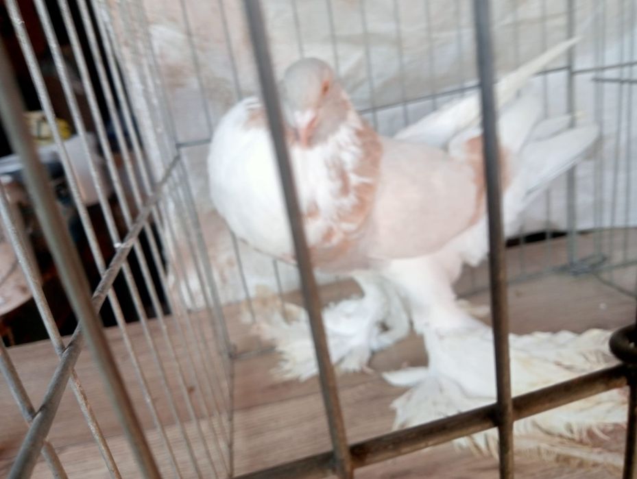 Porumbei gusati de Pomerania