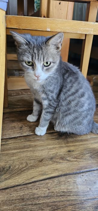 Кошечка  ищеи дом срочно