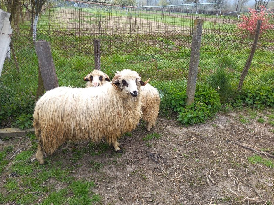 Vand doi berbecuti oachesi