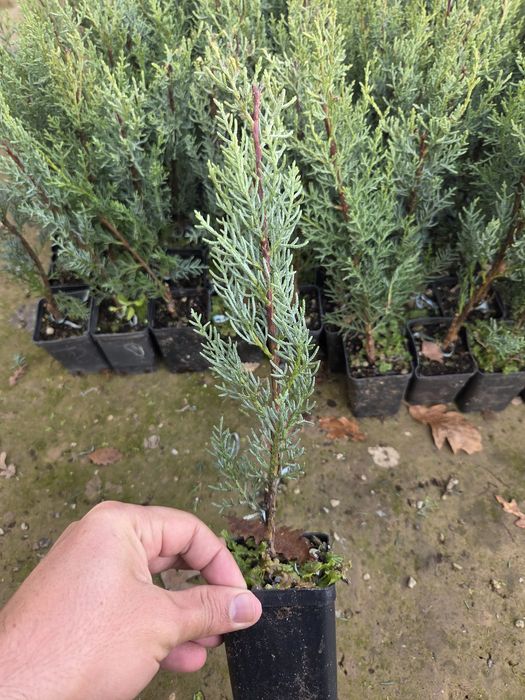 Kiparis arizonskiy koʻchatlari 25-30 sm