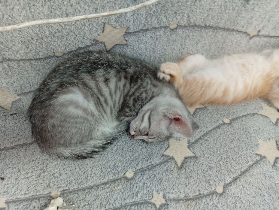 Отдам котята в хорошие руки