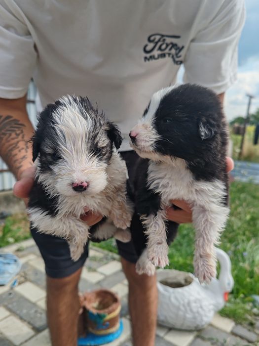 Cățeluși spre adopție