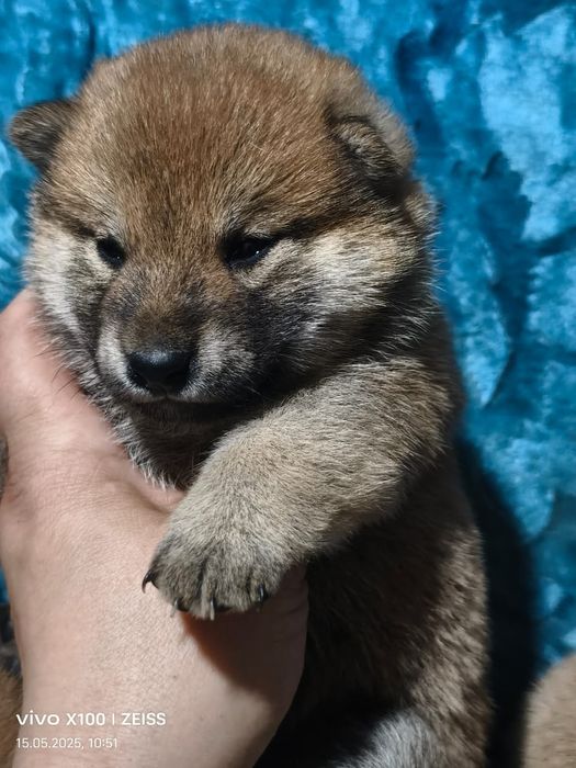 Продам щенков сиба ину