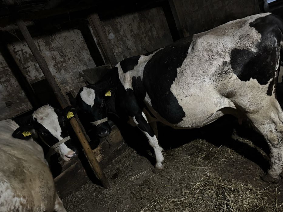 Vaca gestanta in luna 8
