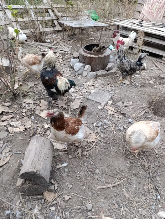 Яйца для инкубатора