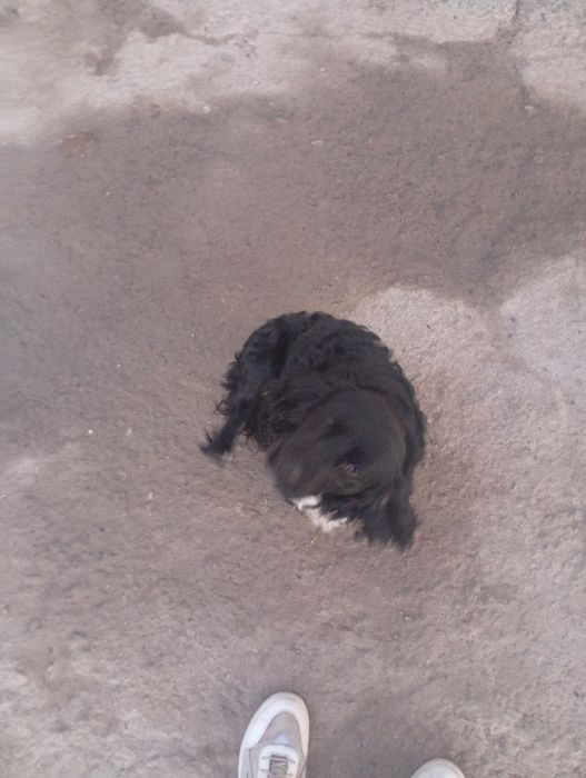 It sotiladi ovchi it