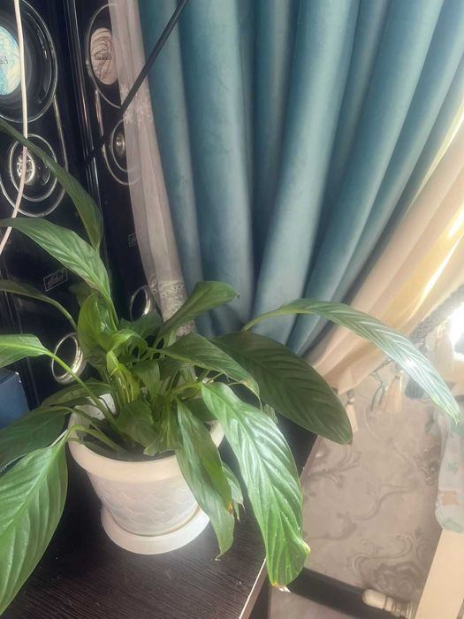 Продаются комнатные цветы