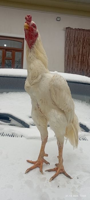 Хороз сотилади хамма жойи бутун