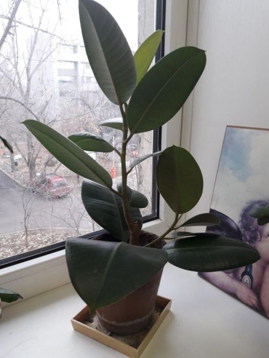 Продам фикус в горшке