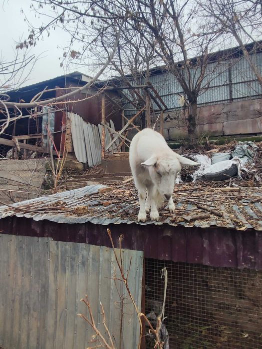 Орыс ешкіні сатамын