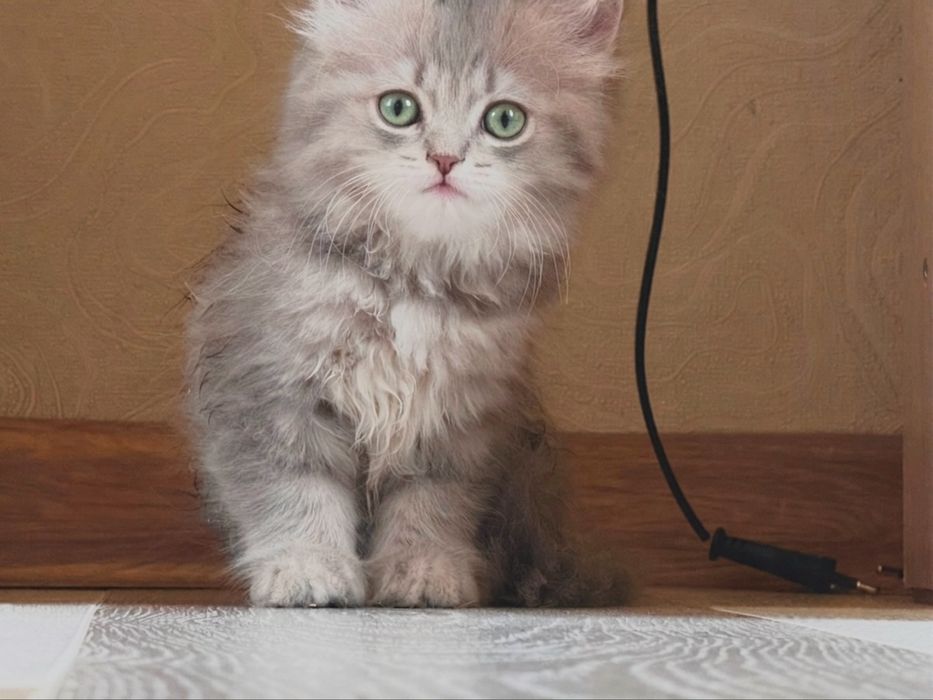 Продается котенок