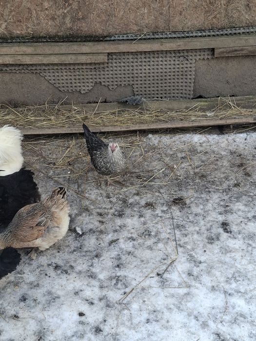 Vand 2 cocoși și 2 găinușe  corcite