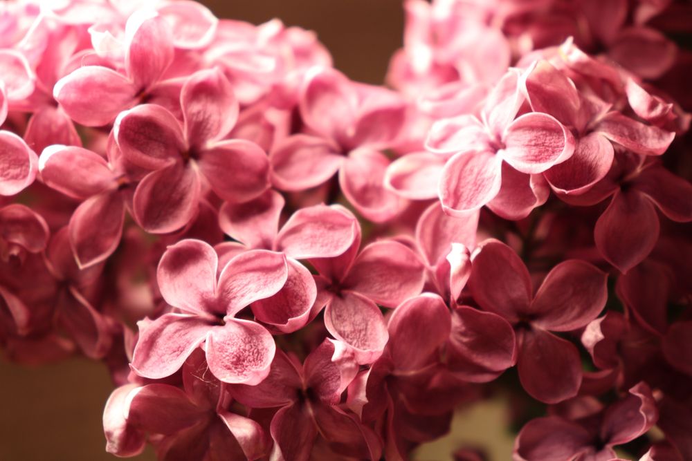 Камера Canon eos 250d