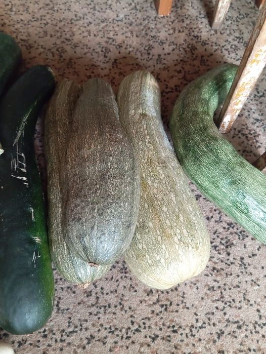 Продам разные кабачки