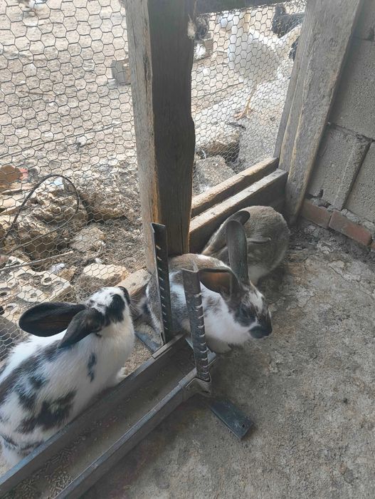 Продавам зайци кръстоска от калифорнийски и пеперуда