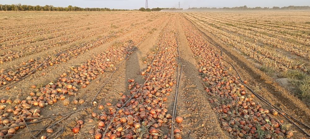 В продаже Лук репчатый оптом!
