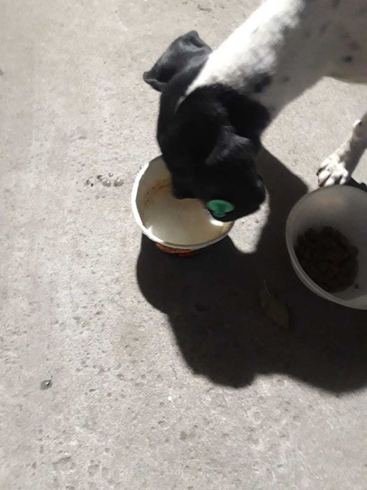 Найдена собачка!