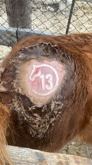 Тавро клеймо танба 4000 Танба жасау любой дизайн