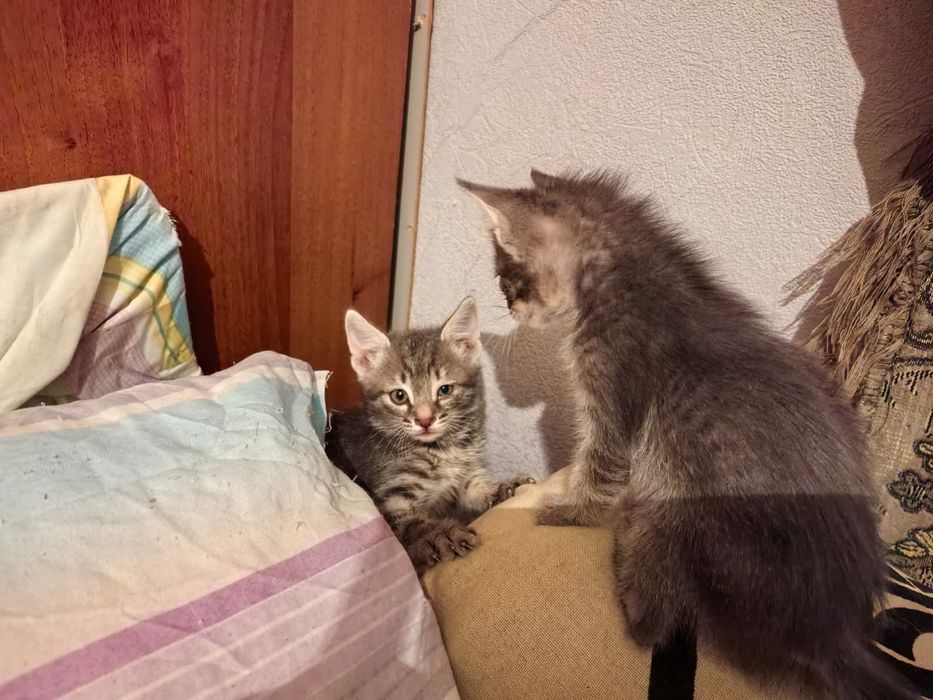 Отдам котят в хорошие руки