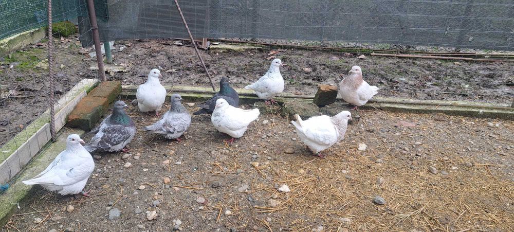 Porumbei texan tineri(din matca)