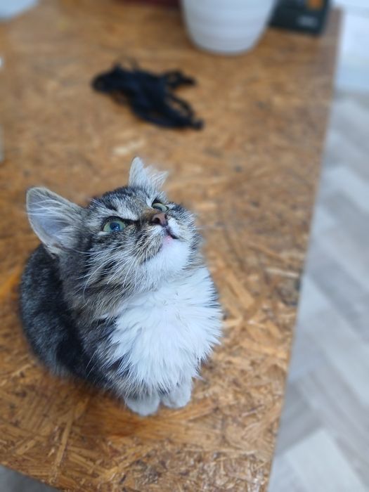 Котенок в добрые руки