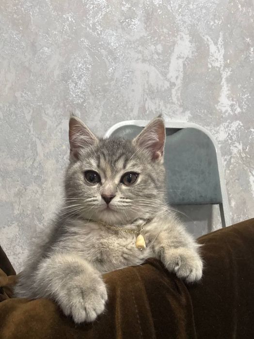 Mushukchalar sotiladi!!!