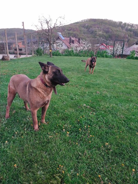 Ciobanesc belgian MALINOIS