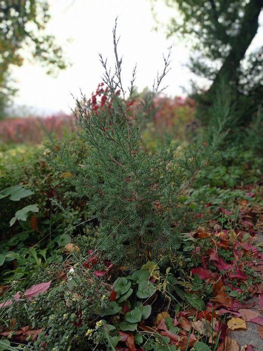 Саженцы ёлок. Очень быстро растут.