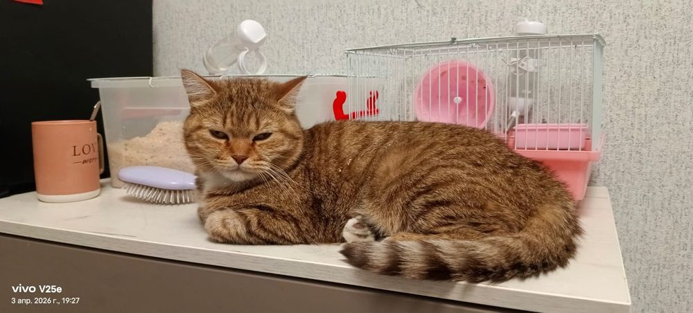 Кошечка стерилизованная в добрые руки