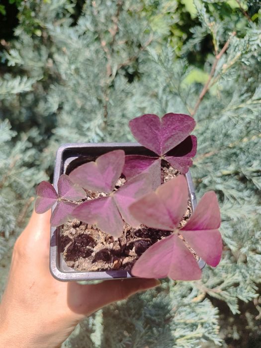 Продам Оксалис ( кислица)