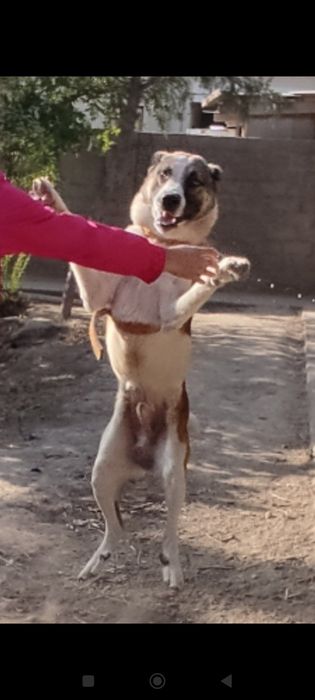 Turkman Alabay sotiladi