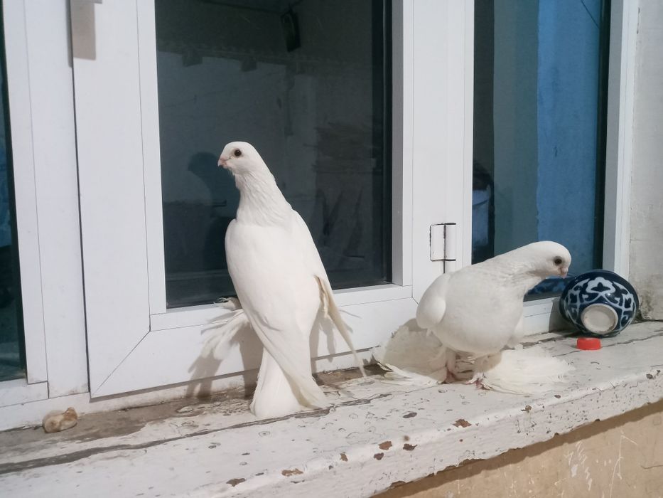 Oq kabutarlar oynashi,uchishida kami yoq 2 soat kami uchadi