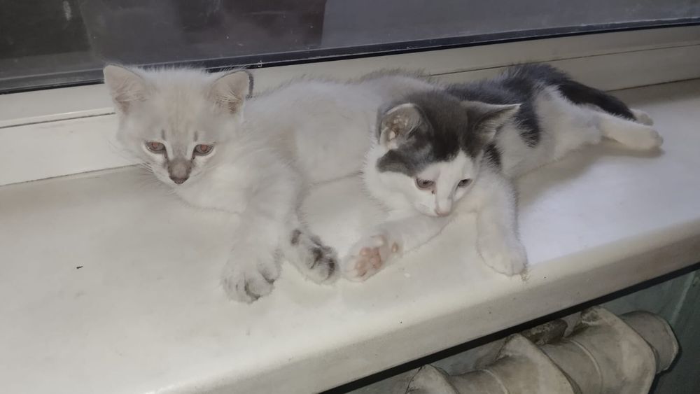 Отдадим котят в заботливые руки