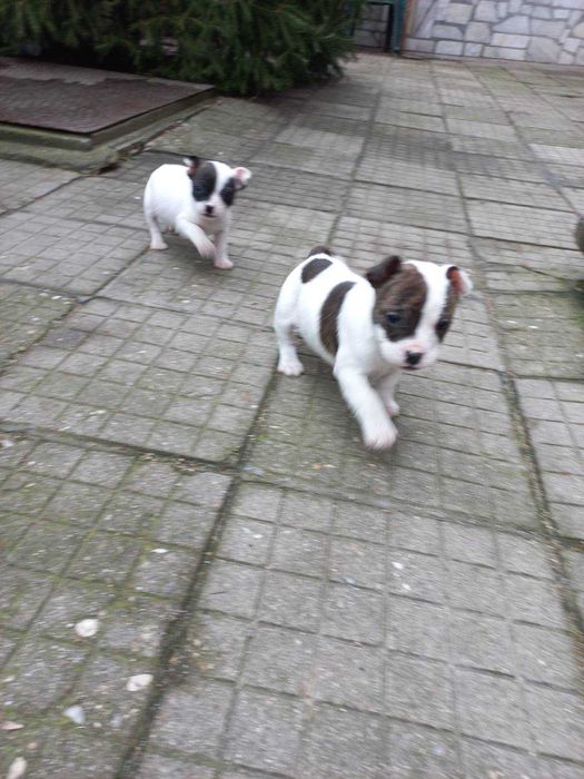 Френски Джак  ръсел