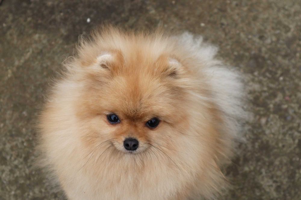 Миниатюрно момиченце померан с родословие FCI