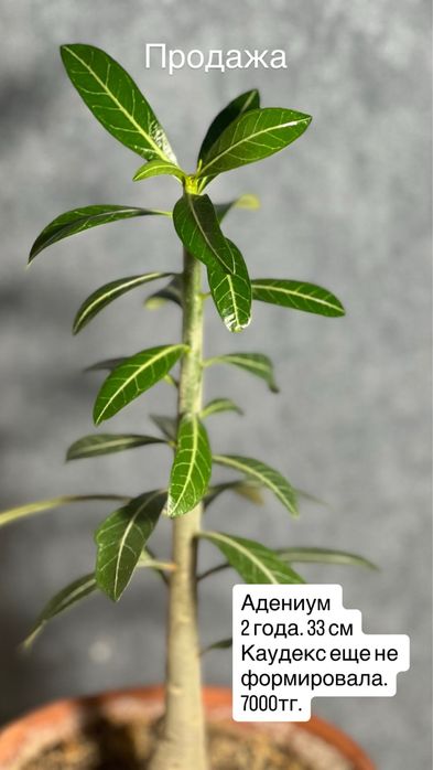 Адениумы 2 годовалые