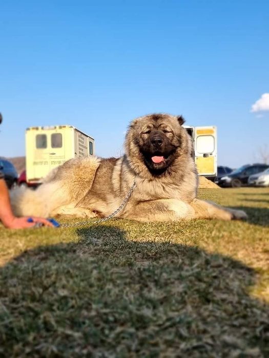 Femela ciobanesc caucazian