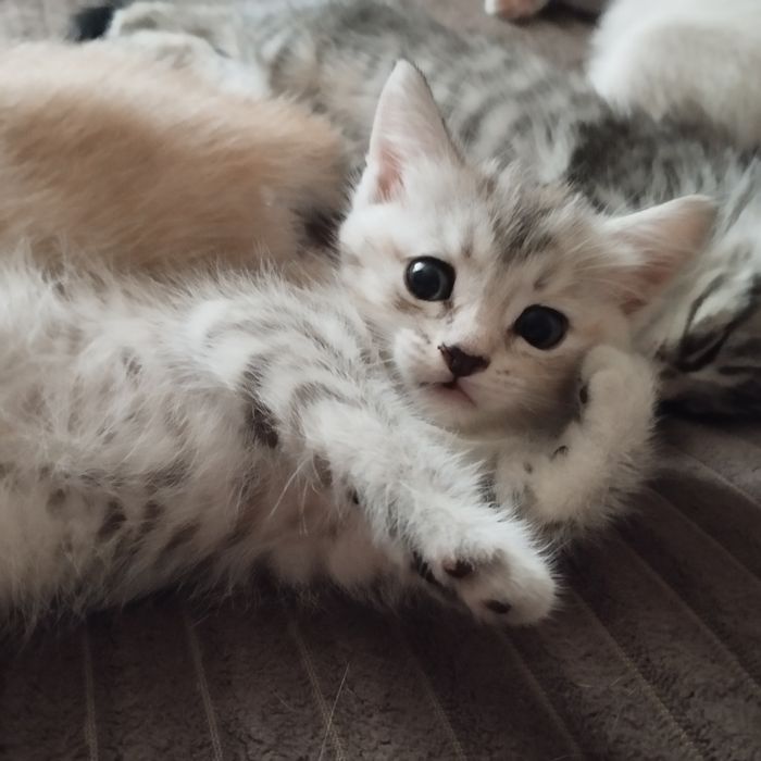 Отдам домашних котят в добрые руки