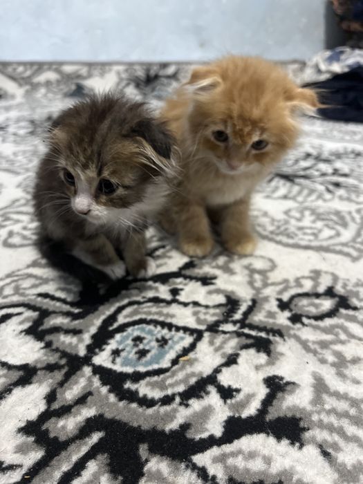 Скотиш фолд Хайланд фолд
