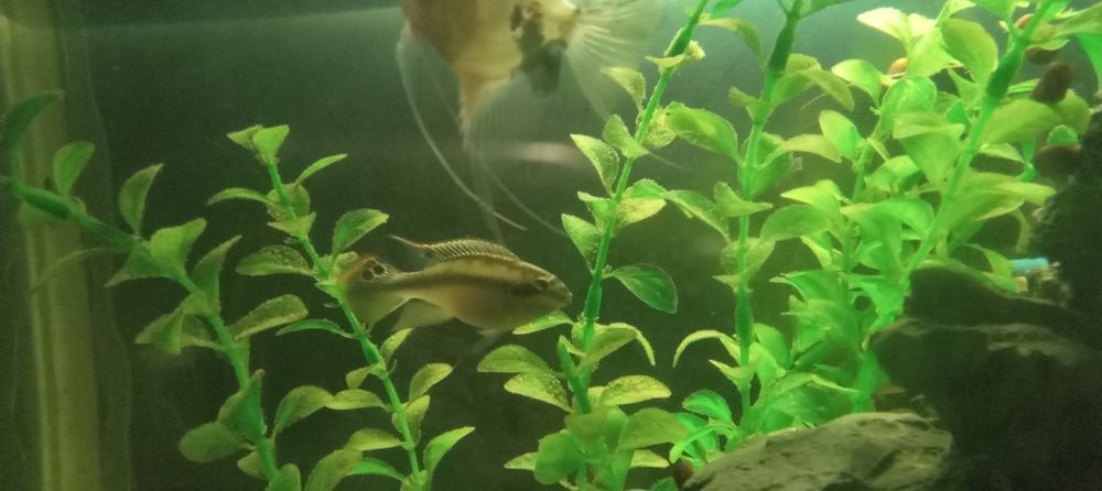 Продам рыб аквариумные