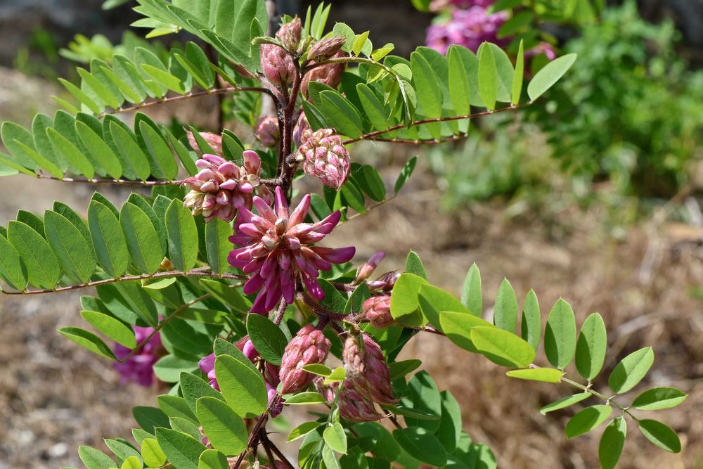 Акация - Налични 2 цвята