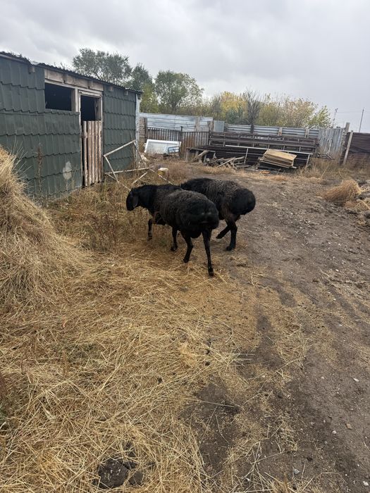 Кошкары гисарской и едолбайской пароды