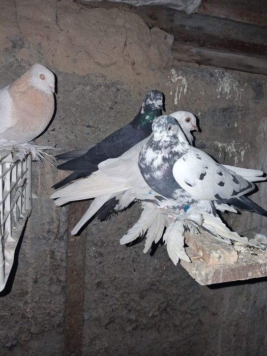 Голуби тасманы 5000тыс