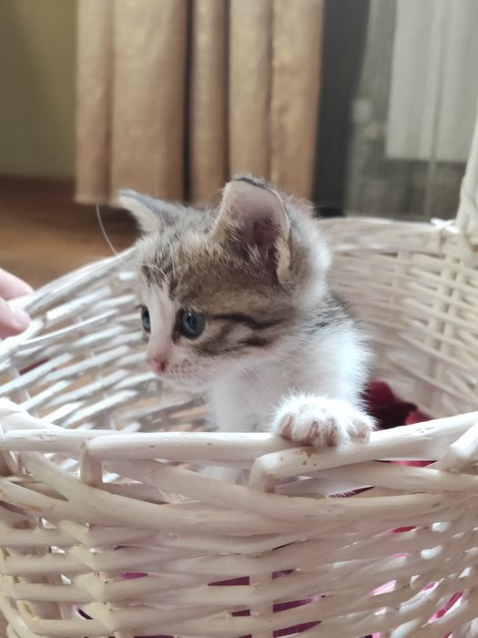 Котята воспитанные, ухоженные