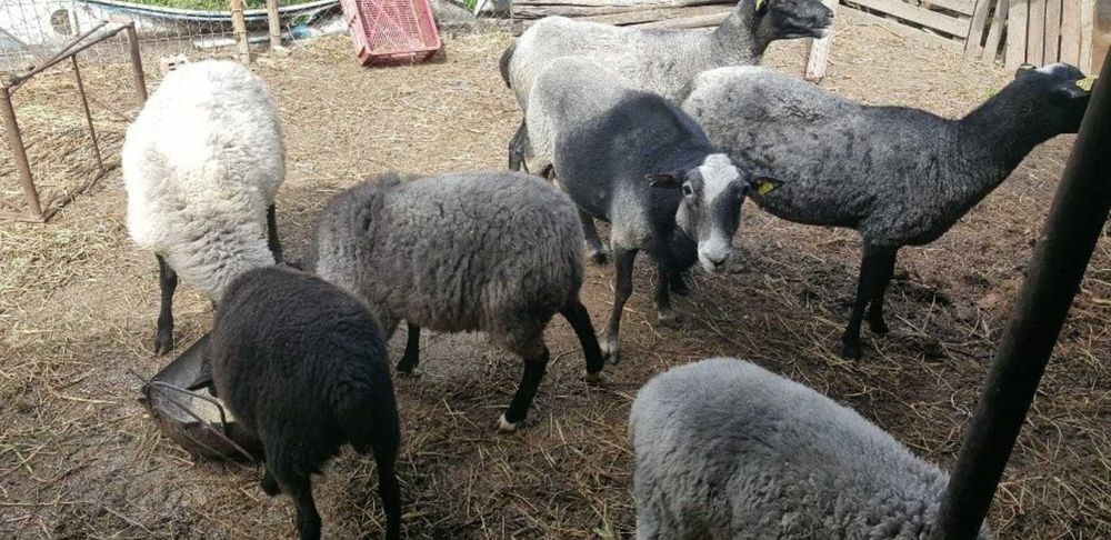 Vând Oi/Miei din Rasa Romanov
