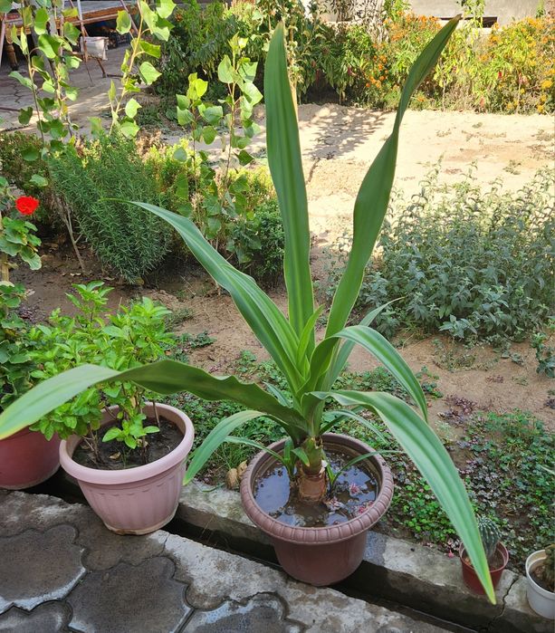 Кринум  азиатский