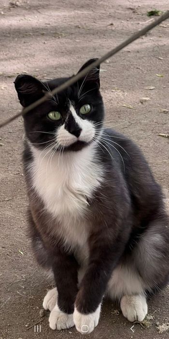 Отдам котиков в добрые руки